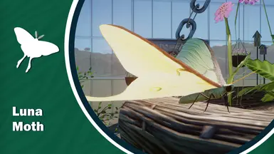 Luna Moth - New Exhibit Species (1.18)