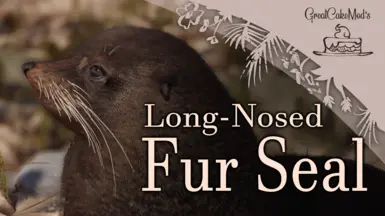 Long-Nosed Fur Seal (New Zealand Fur Seal) - New Species (1.18)