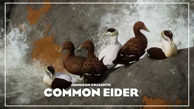 Common Eider - New Species (1.18)