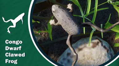 Congo Dwarf Clawed Frog - New Exhibit Species (1.18)