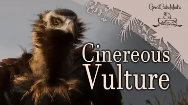 Cinereous Vulture - New Species (1.18)