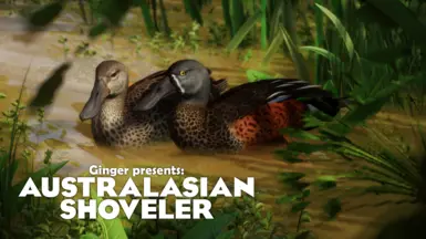 Australasian Shoveler - New Species (1.18)