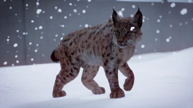 Eurasian Lynx - New Species (Discontinued)