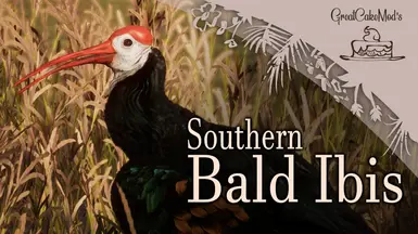 Southern Bald Ibis - New Species (1.19)
