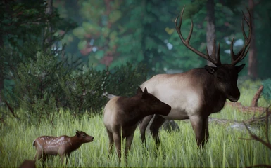 (1.8) New Speices - Rocky Mountain Elk