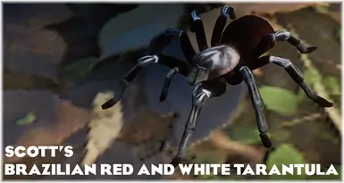 Brazilian Red and White Tarantula - New Exhibit Species (1.19)
