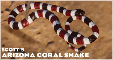 Arizona Coral Snake - New Exhibit Species (1.19)