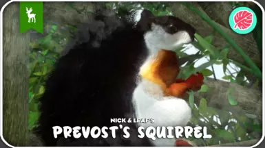 Prevost's Squirrel - New Species (1.19)