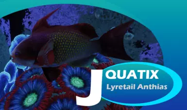 Lyretail Anthias - New Species (1.19)