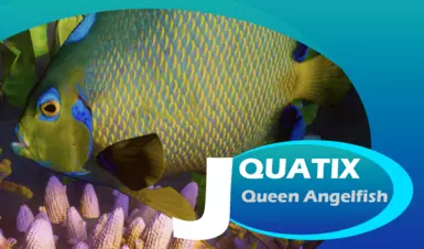 Queen Angelfish - New Species (1.19)