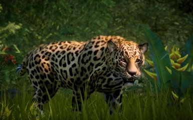 Jaguar (Discontinued)