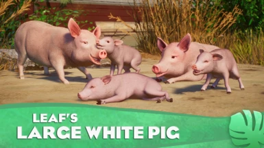 Domestic Pig - Large White - New Species (1.15)