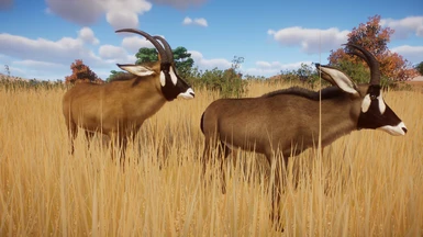 Roan Antelope - New Species (1.13)