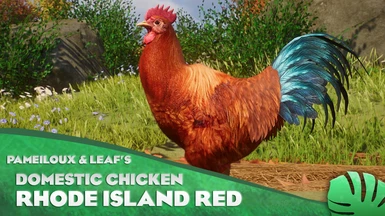 Domestic Chicken - Rhode Island Red - New Species (1.11)