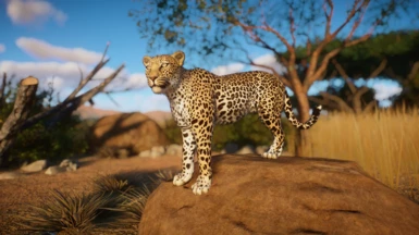 African Leopard - New Species (UPDATE 1.9)