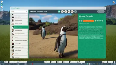 African Penguin - New Species at Planet Zoo Nexus - Mods and community