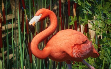 American Flamingo - New Species (1.10)
