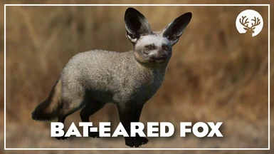 Bat-Eared Fox - New Species (1.13)