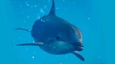 Common Bottlenose Dolphin - New Species (1.10)