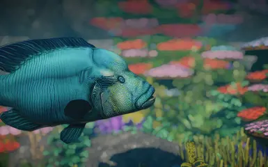 Humphead Wrasse - New Species (1.14) at Planet Zoo Nexus - Mods and ...