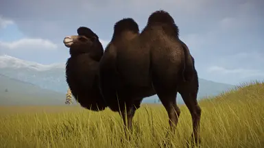 Dark Brown Variant