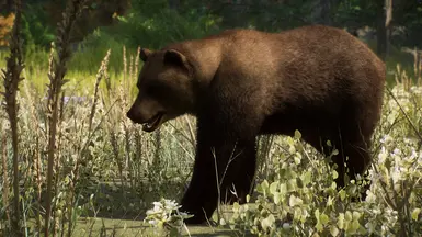 Eurasian Brown Bear - New Species (1.15) at Planet Zoo Nexus - Mods and ...