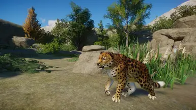 Amur Leopard at Planet Zoo Nexus - Mods and community