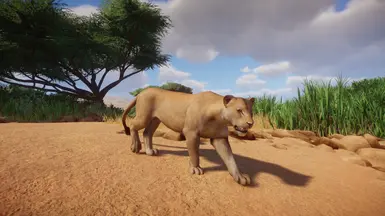 Lion Remaster (UPDATE 1.6) at Planet Zoo Nexus - Mods and community