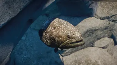 (1.8) Giant Grouper - New Species at Planet Zoo Nexus - Mods and community