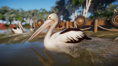 (1.7) Australian Pelican - New Species