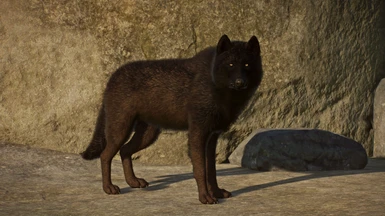 Black fur