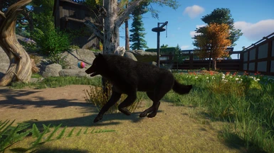 beautifull black wolves
