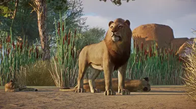 Asiatic Lion - New Species (1.15) at Planet Zoo Nexus - Mods and community