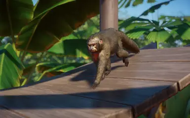 White-Faced Saki Monkey - New Species (1.16) at Planet Zoo Nexus - Mods ...