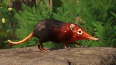 Black and Rufous Elephant Shrew - New Species () at Planet Zoo Nexus -  Mods and community