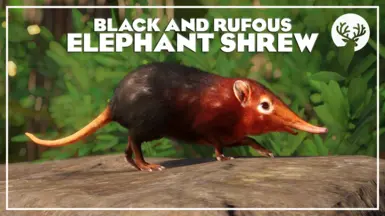 Black and Rufous Elephant Shrew - New Species (1.16)