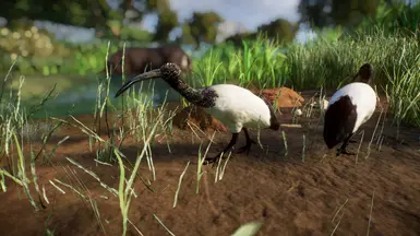 (1.15) African Sacred Ibis - New Species at Planet Zoo Nexus - Mods and ...