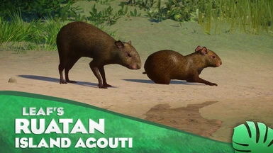 Ruatan Island Agouti - New Species (1.14)