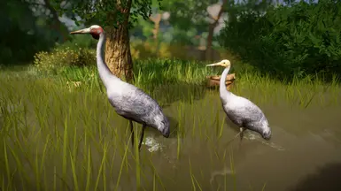 (1.8) Brolga - New Species at Planet Zoo Nexus - Mods and community