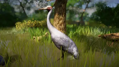 (1.8) Brolga - New Species at Planet Zoo Nexus - Mods and community