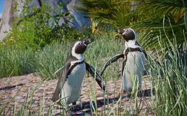 Humboldt Penguin - New Species (1.10)