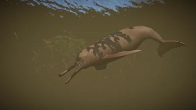 (1.8) Ganges River Dolphin (New Species)