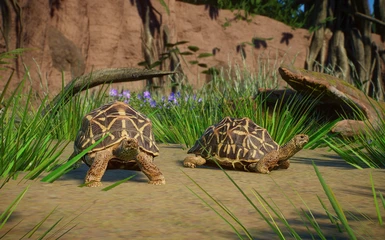 (1.8) New Species - Indian Star Tortoise