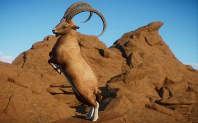 (1.8) New Species - Nubian Ibex
