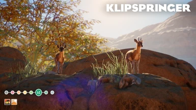 (1.8) New Species - Klipspringer