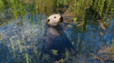 Sea Otter - New Species (1.16) at Planet Zoo Nexus - Mods and community