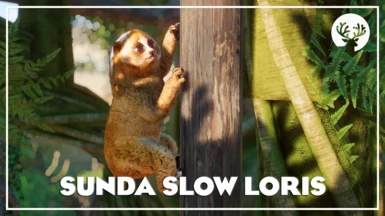 Sunda Slow Loris - New Species (1.16)