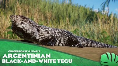 Argentinian Black-and-White Tegu - New Species (1.12)
