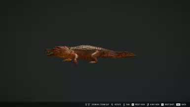 Bleached Orange Alligator