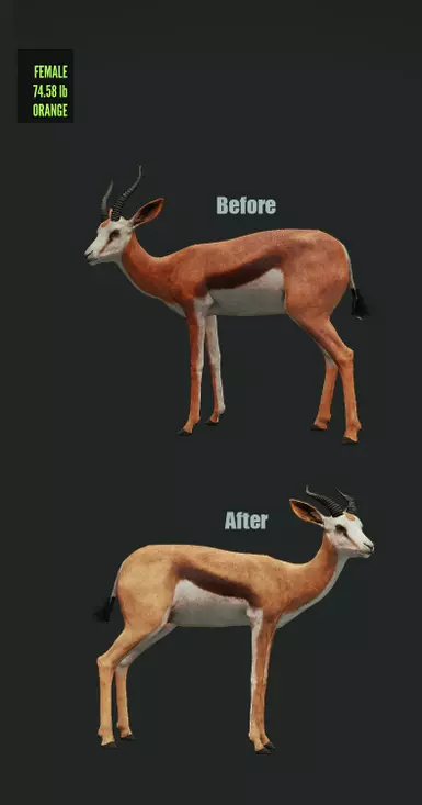 Orange Springbok